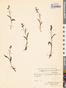 MAG 0001753