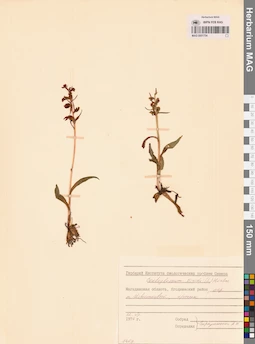 MAG 0001754