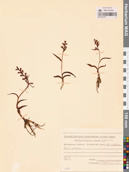 MAG 0001755