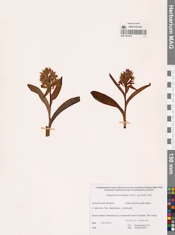 MAG 0010338