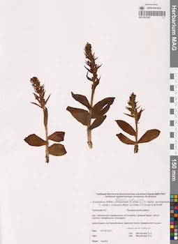 MAG 0012392
