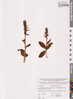 MAG 0012401