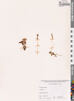MAG 0001206