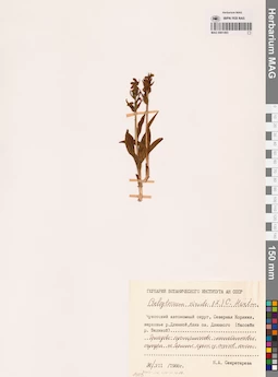MAG 0001493
