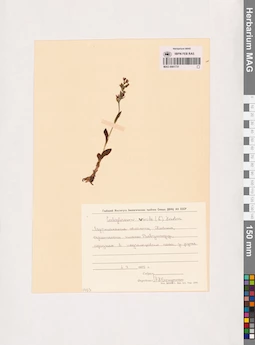 MAG 0001731