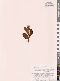 MAG 0001736