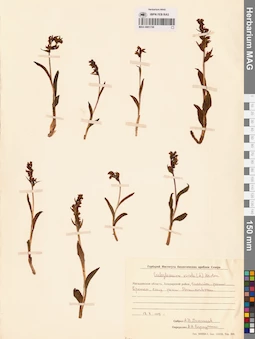 MAG 0001739