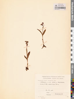 MAG 0001745