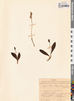 MAG 0001779