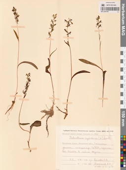 MAG 0001805