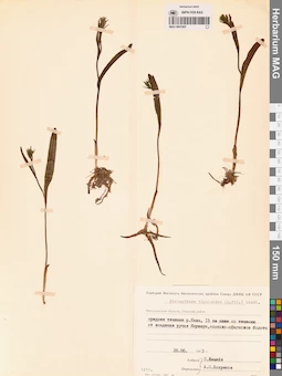 MAG 0001807