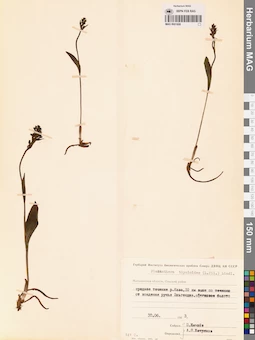 MAG 0001808