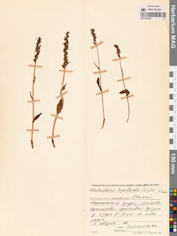 MAG 0001809