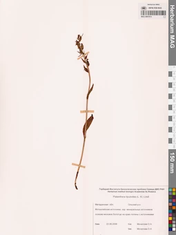 MAG 0001814