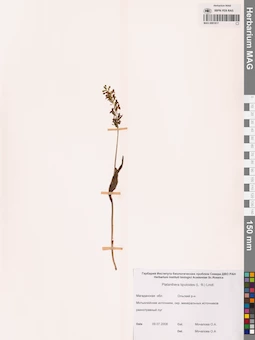 MAG 0001817