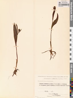 MAG 0001818