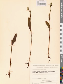 MAG 0001819