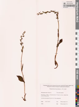 MAG 0001821