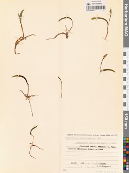 MAG 0001825