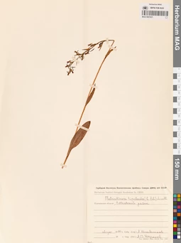 MAG 0001831