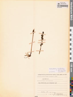 MAG 0001842