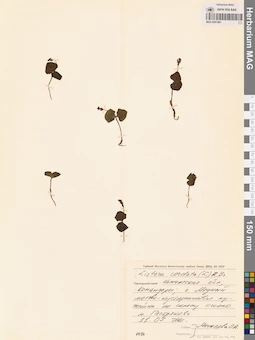 MAG 0001861