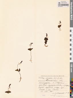 MAG 0001862