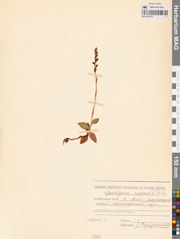 MAG 0001875