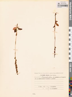 MAG 0001877