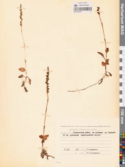 MAG 0001878
