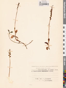 MAG 0001879