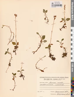 MAG 0001881