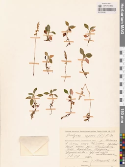 MAG 0001888