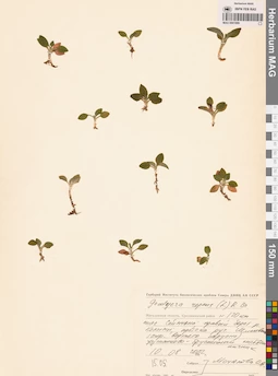 MAG 0001889