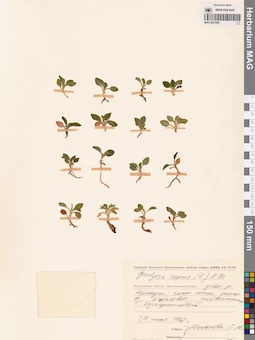 MAG 0001890