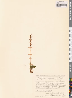 MAG 0001891