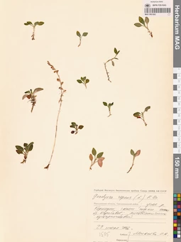 MAG 0001892