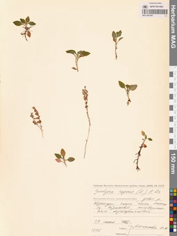 MAG 0001893