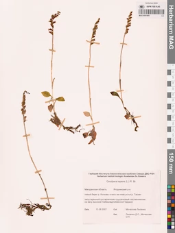 MAG 0001895