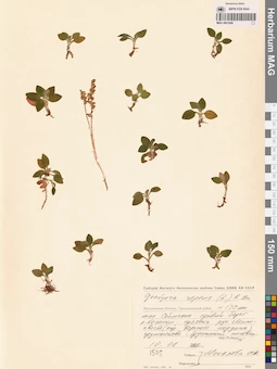 MAG 0001896