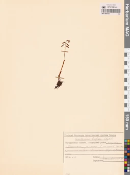 MAG 0001923