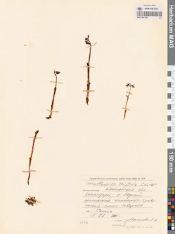 MAG 0001926