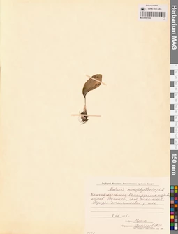 MAG 0001944