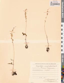 MAG 0001951