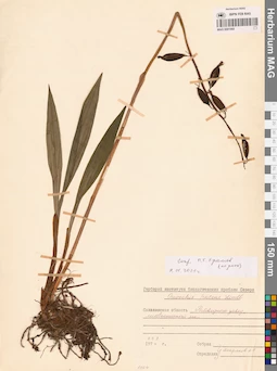 MAG 0001960