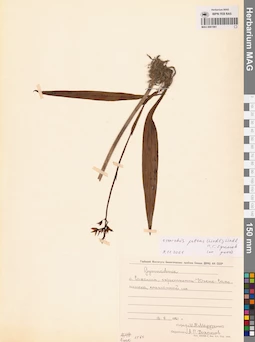 MAG 0001961