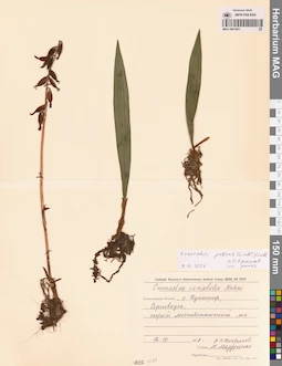 MAG 0001963