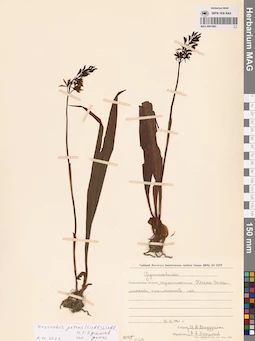 MAG 0001965