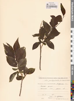 MAG 0005896