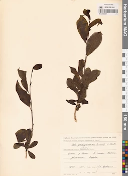 MAG 0005897